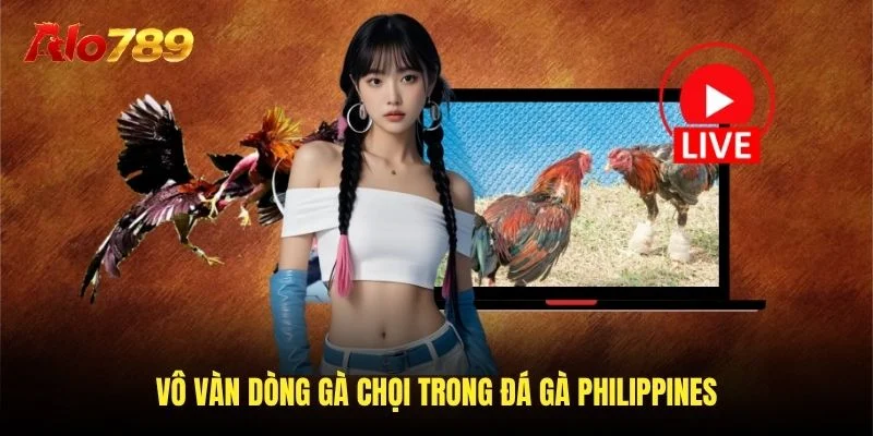 Vô và dòng gà thảnh thơi trong đá gà Philippines Vô và dòng gà thảnh thơi trong đá gà Philippines
