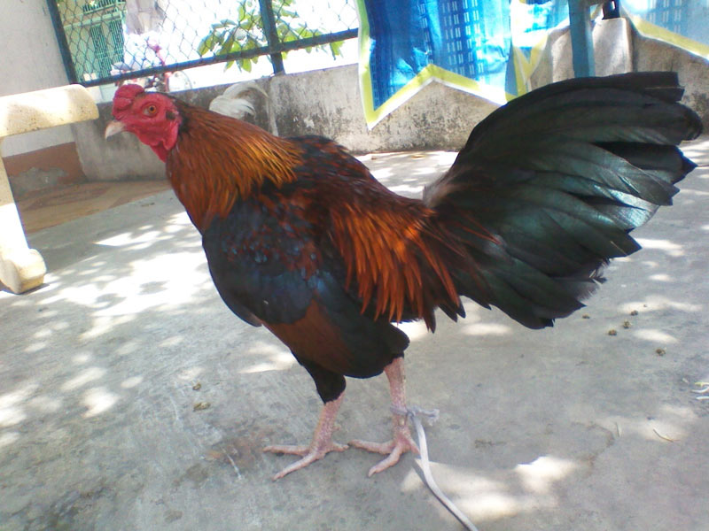 ga-bi-nam-chan-3