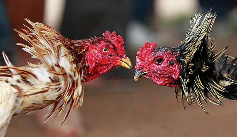 Cách làm nước cho gà chọi